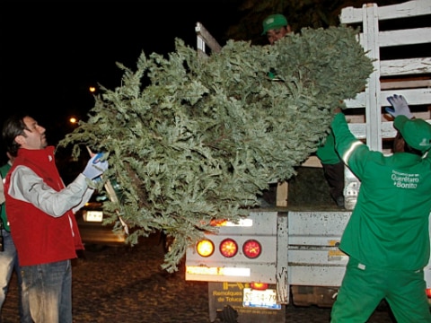 Van más de 300 árboles recolectados