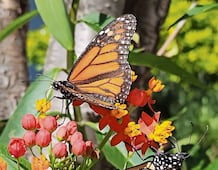 Las Plantas para la vida  ahora llegan a Amealco