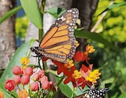 Las Plantas para la vida ahora llegan a Amealco