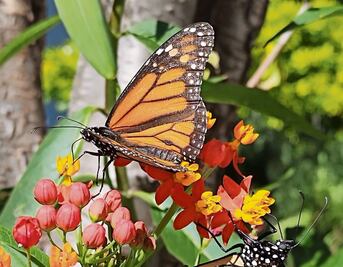 Enseñan otomí con fotos de plantas y flores