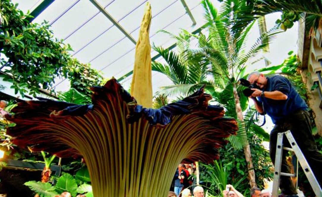 Se marchita entre 24 y 48 horas después de florecer. (Foto: Istock)