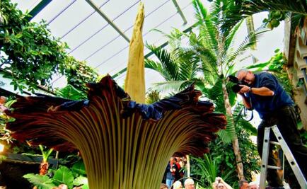 La flor cadáver, la más apestosa del mundo