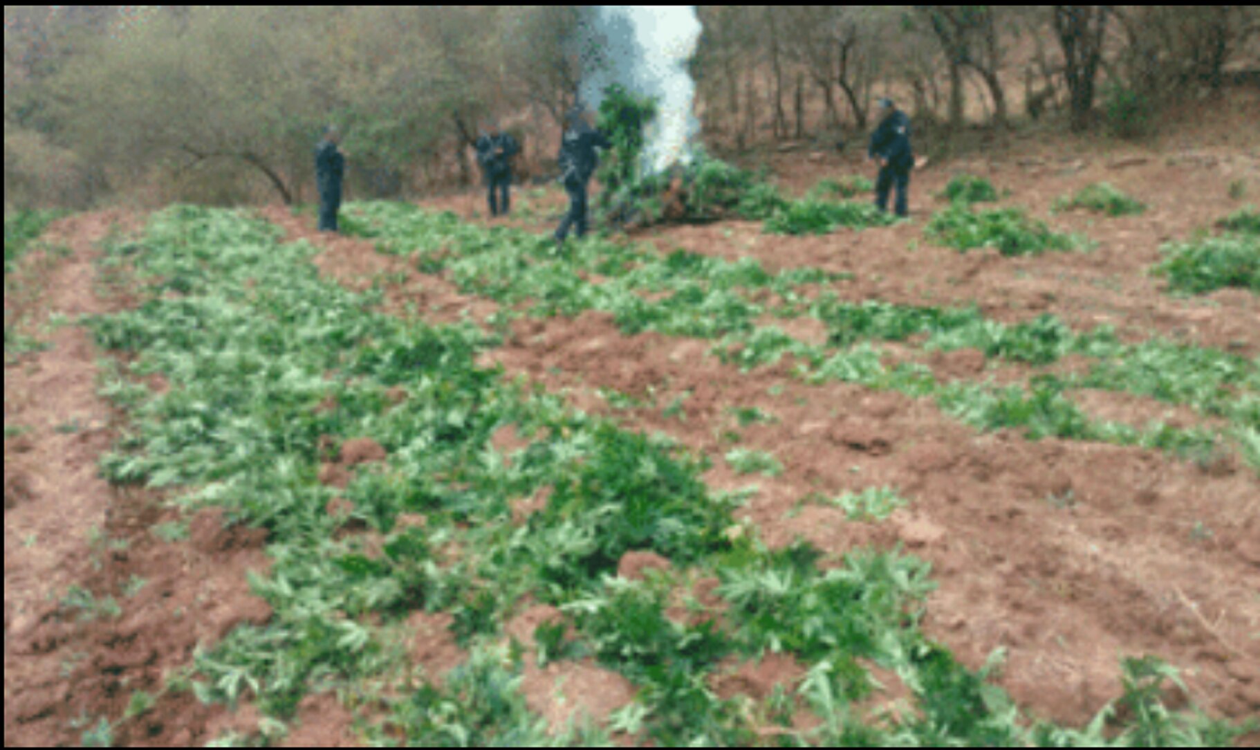 En Sonora, Policía Federal destruye más de 24 toneladas de marihuana