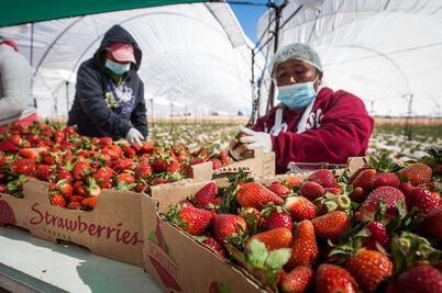 Autoridades buscan elevar producción de fresas