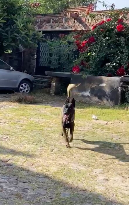 Buscan a Kimbo; lo robaron en Tequisquiapan 