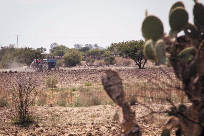 Pega clima a 27% de hectáreas de cultivo estatal