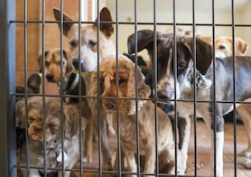 Municipio de Querétaro ha sancionado más de 50 casos de maltrato animal