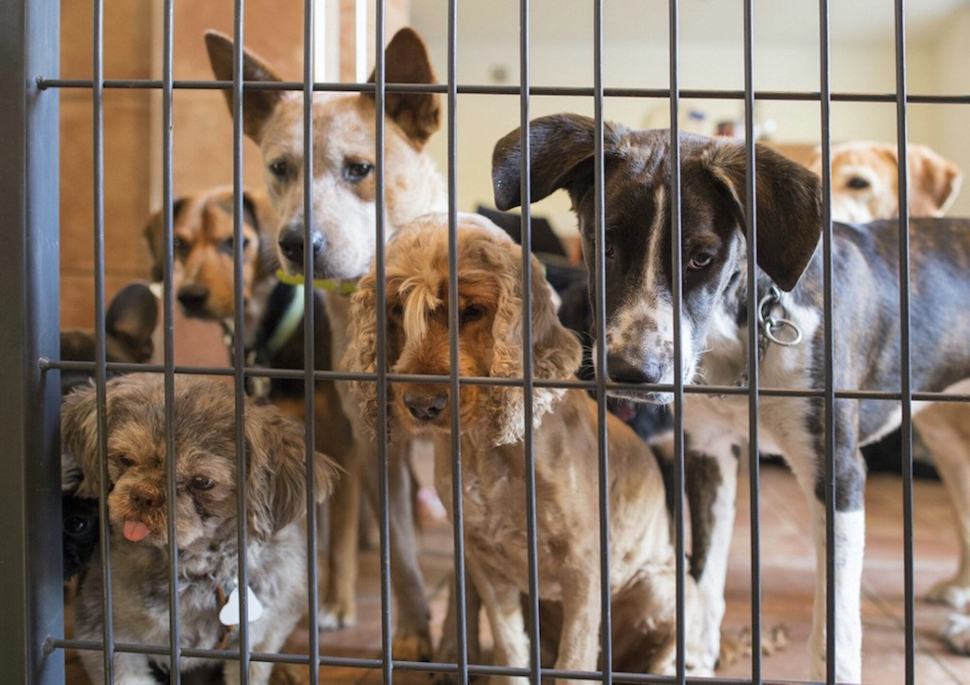 Querétaro acumula más de 250 denuncias de maltrato animal en lo que da del año