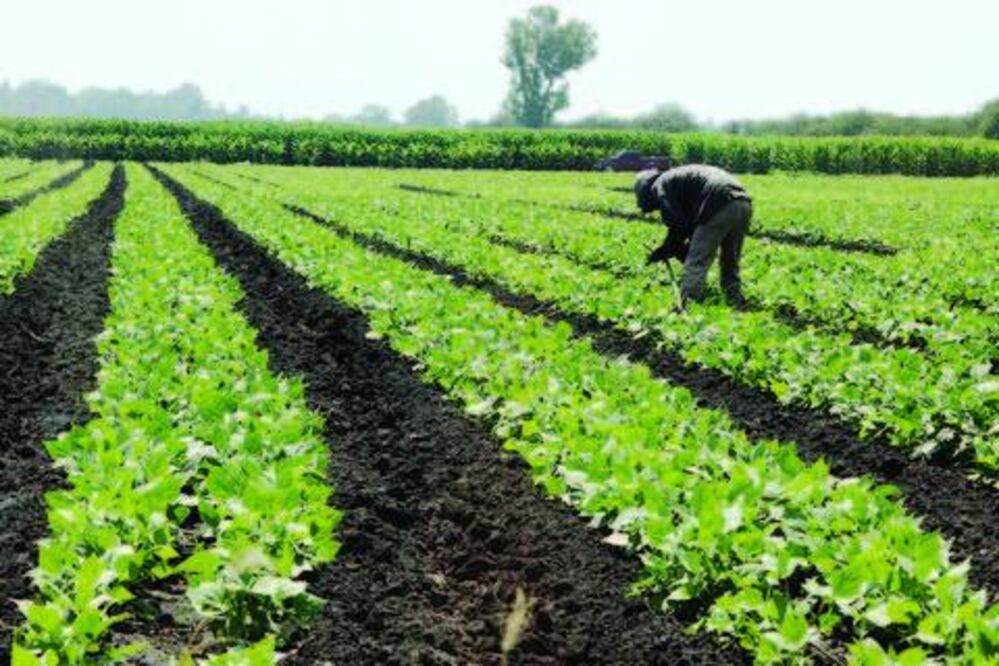 FDS: 300 mdp van para agropecuario