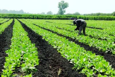 FDS: 300 mdp van para agropecuario