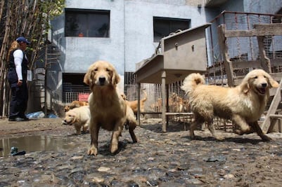 Frenan ley para regular criaderos de perros