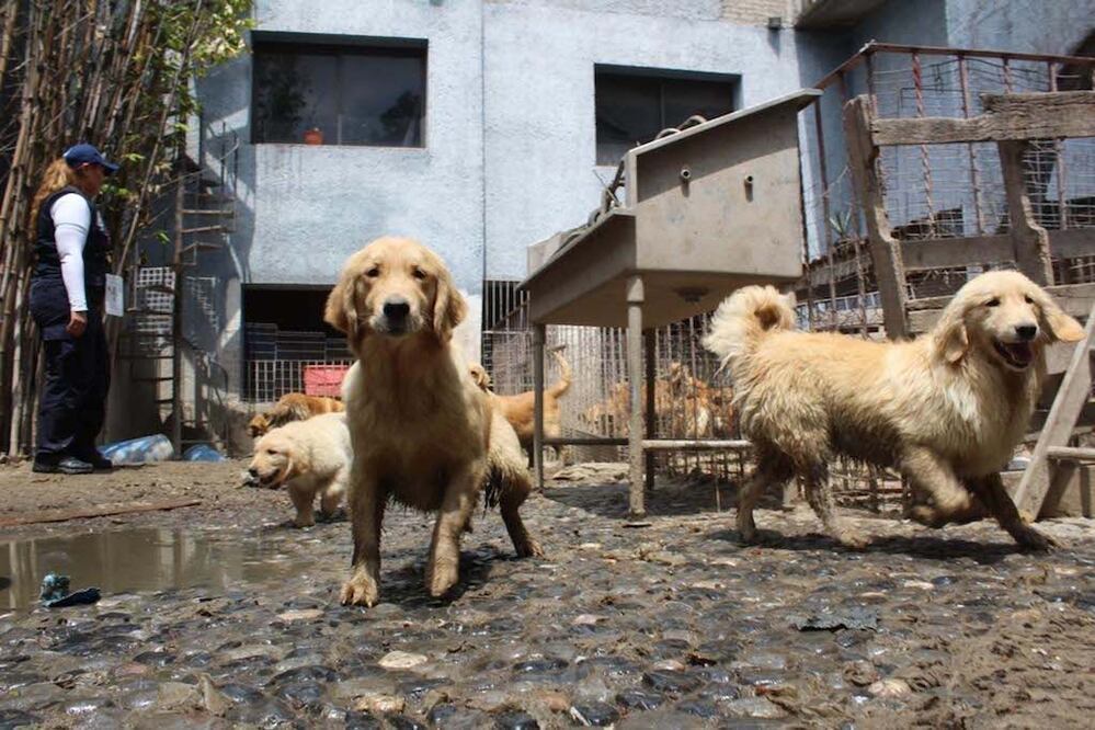 Criaderos para perros Querétaro