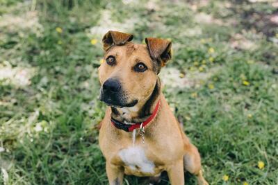 Video. Muere Tobby, el perrito estaba en espera de ser adoptado por una familia en Querétaro