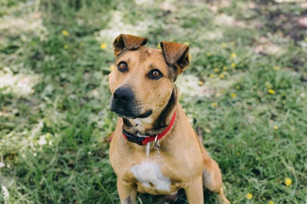 Video. Muere Tobby, el perrito estaba en espera de ser adoptado por una familia en Querétaro