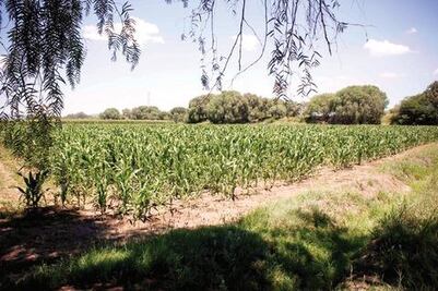 Apoyo, insuficiente en el campo: CNC