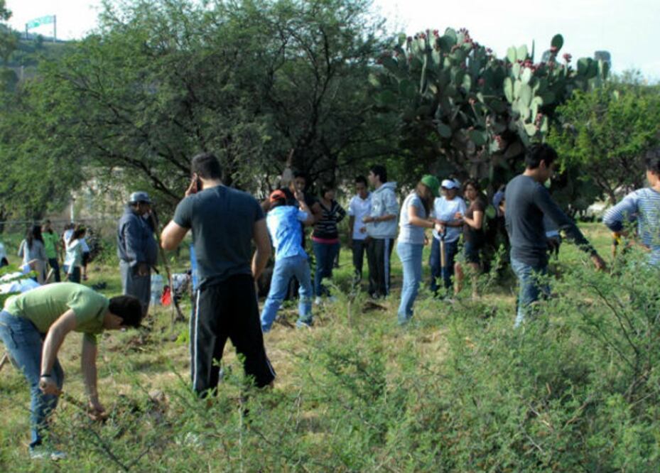 Reforestan 2 hectáreas en La Ermita