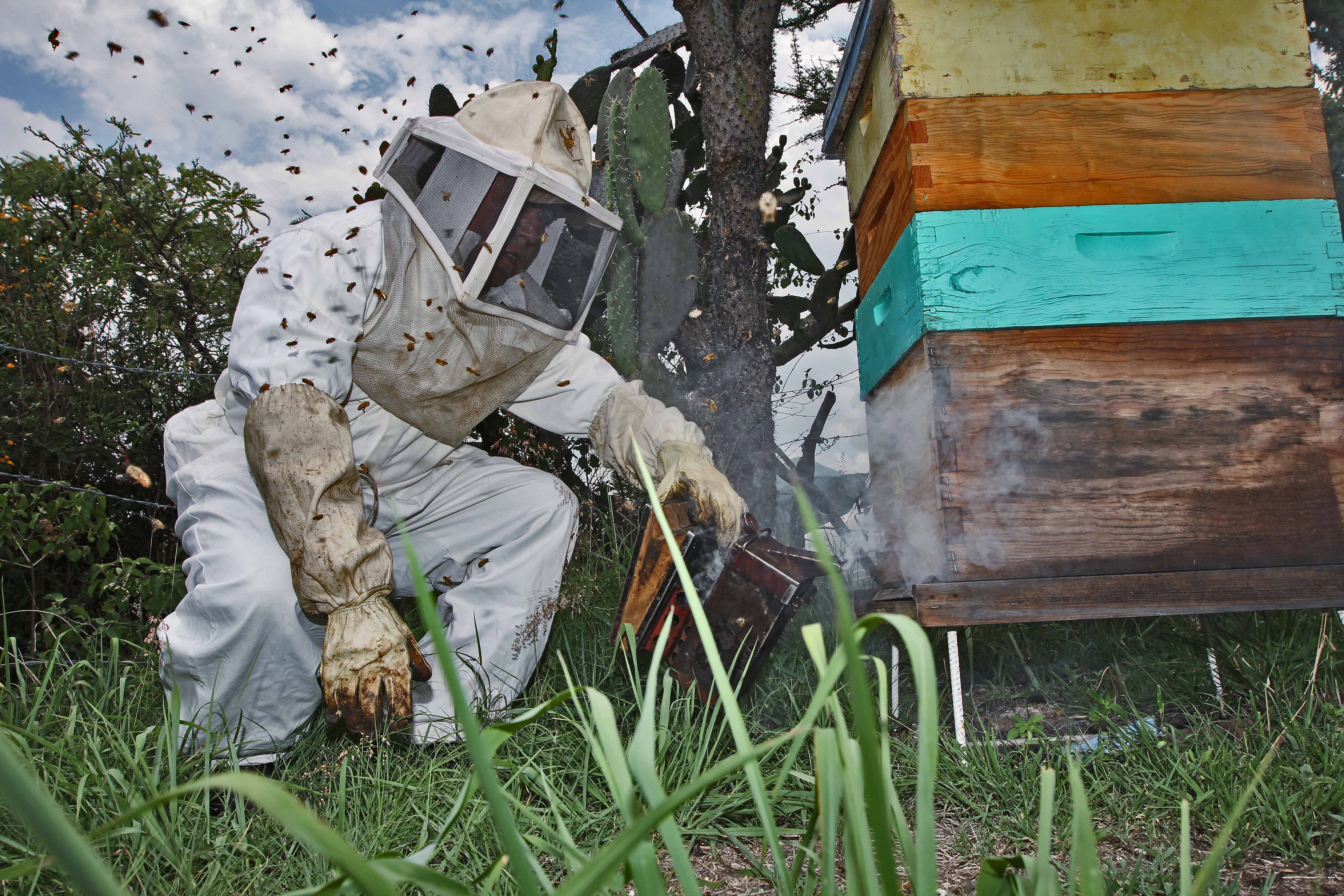 Decae cultura de cuidado de las abejas