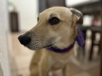 Mas mil 358 lomitos han encontrado familia en Querétaro