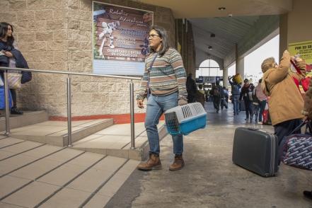 #Especial Mascotas, compañeras de viaje