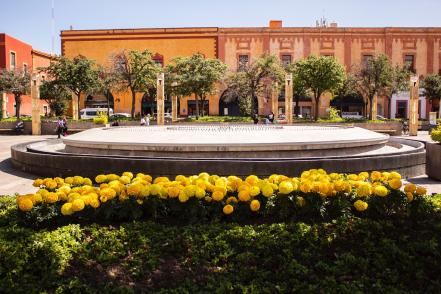 Flor de 20 pétalos. Capital viste con jardines de cempasúchil 