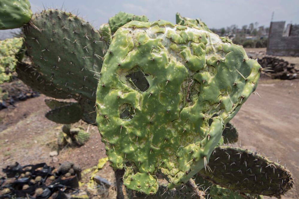 Foto: Demian Chávez