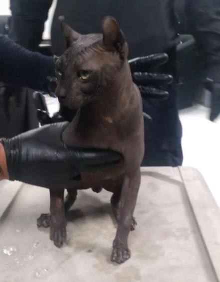 Rescatan a gato egipcio dentro del Cereso de Ciudad Juárez; tenía tatuados símbolos de grupos criminales