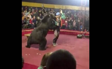 En pleno show, oso de circo ataca a su entrenador