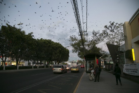 Carencia de árboles en la capital afecta a parvadas
