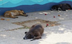 Investigan presunto envenenamiento de cinco perros y un gato en Cadereyta