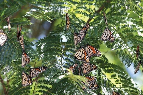 Decrece visita de mariposas Monarca