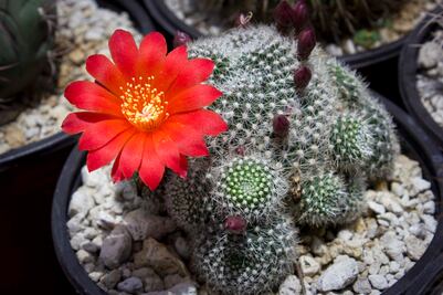 Festival de cactáceas duplica derrama 