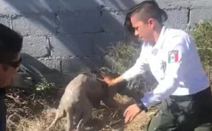 Rescatan a dos perros de un pozo de lodo en Saltillo