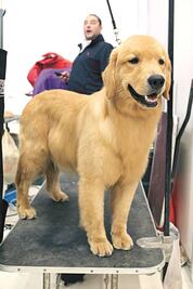 Baja índice de perros maltratados