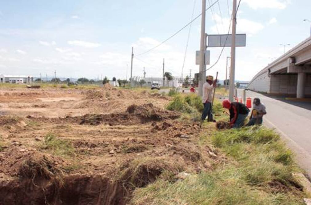 Protegerán árboles en construcciones