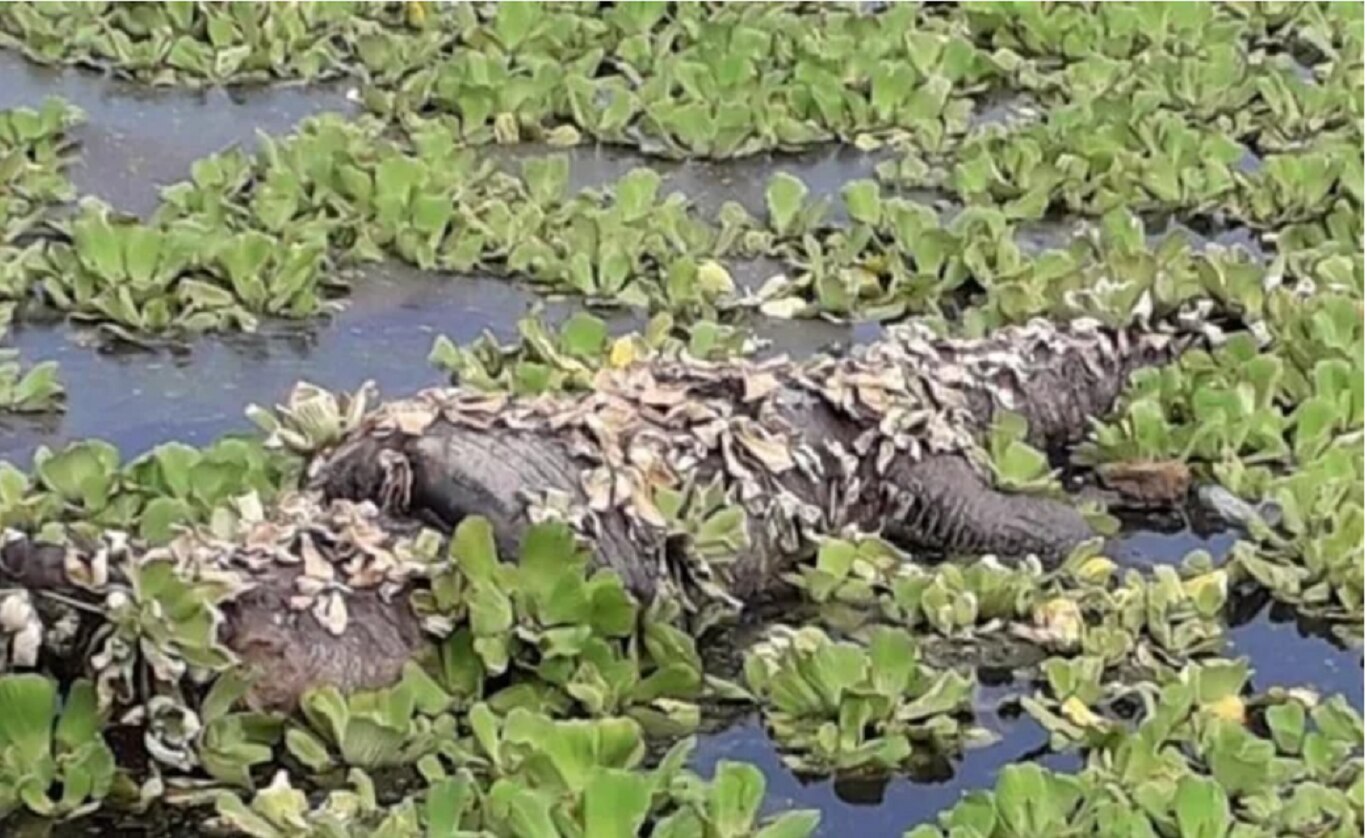 Muere cocodrilo atrapado en una llanta en Veracruz