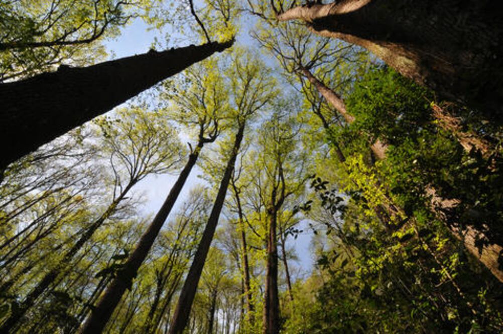 Proyectan 60 jardines para monarcas