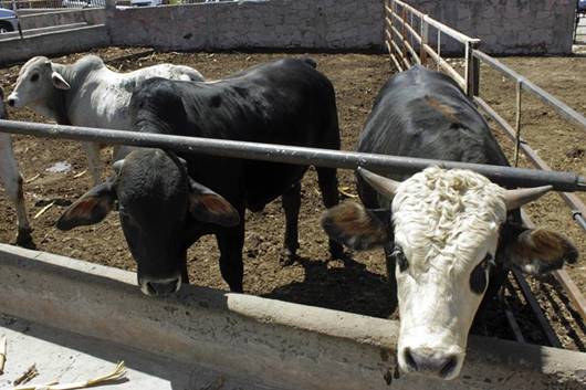 Ganaderos requieren apoyos