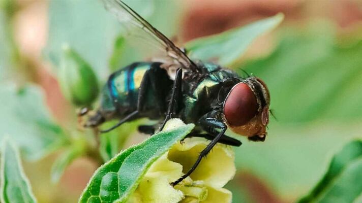 Alistan plan contra gusano barrenador