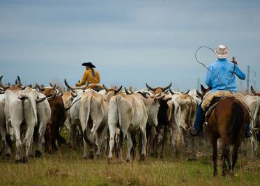 Ganaderos absorben alza de los insumos