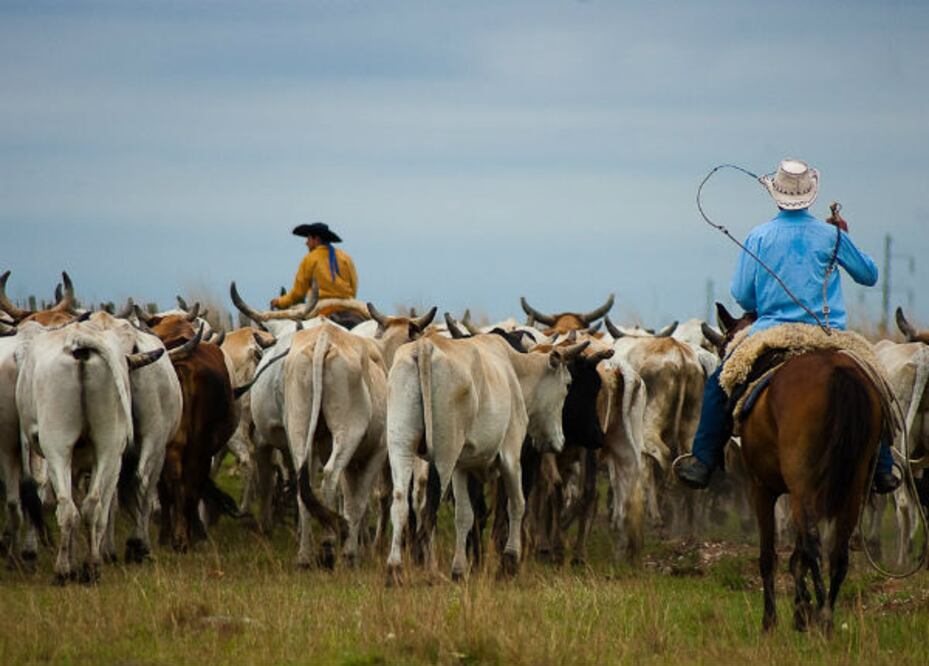 Ganaderos absorben alza de los insumos