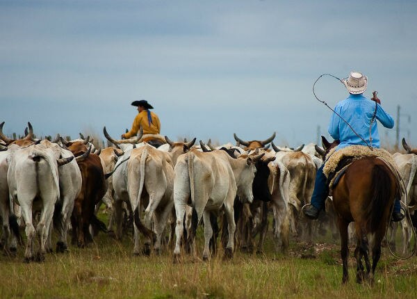 Ganaderos prevén recuperarse tras sequía de al menos 2 años