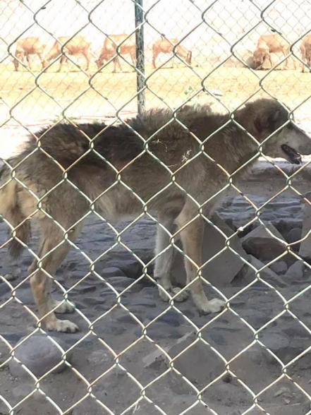 "Sin agua y llenos de moscas; así viven los animales del zoológico Wamerú", denuncian