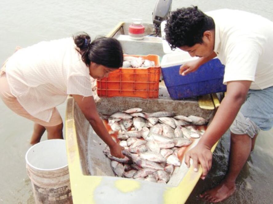 Entregan 32 mil crías de tilapia