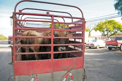 Suspenden matanza de reses por riesgo