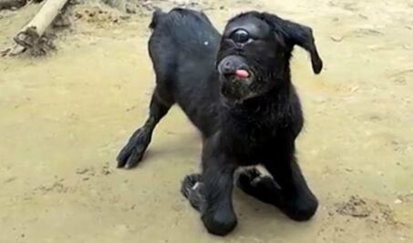 Nace en la India una cabra "cíclope"