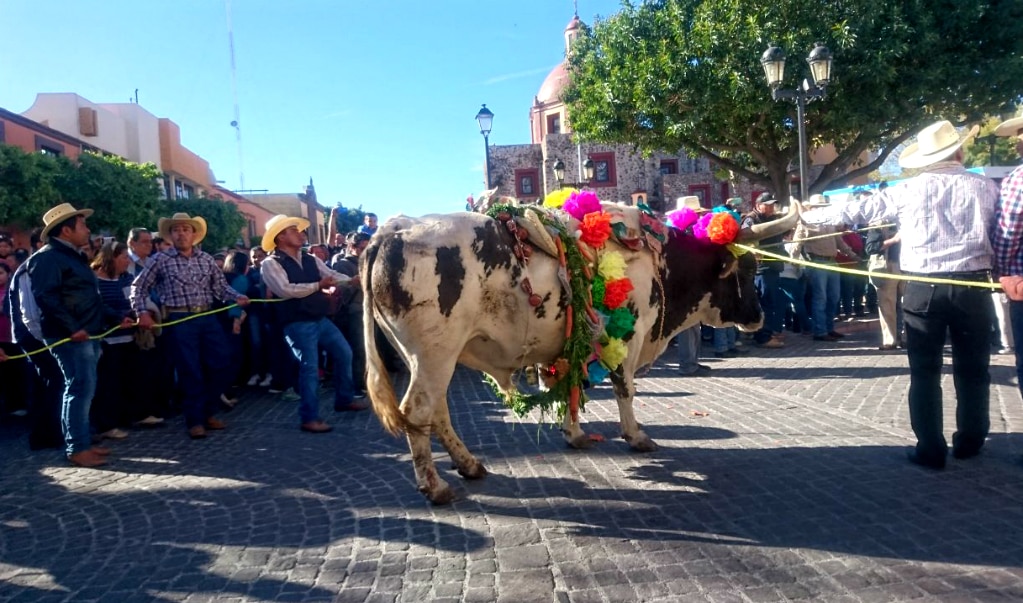 Celebran el paseo del buey en El Pueblito 