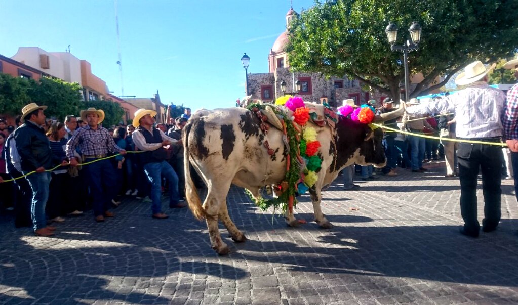 Celebran el paseo del buey en El Pueblito