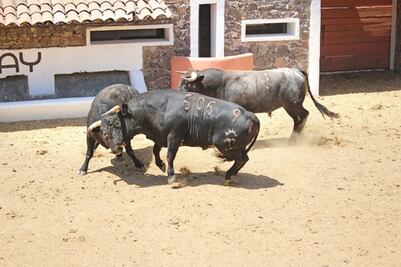  Llega el encierro  para el mano a mano