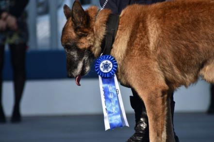 Con honores, se retiran dos perros de la policía en Querétaro 