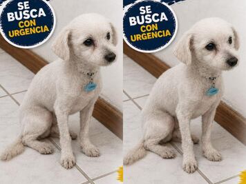 Buscan al perrito Lukas en Corregidora; fue visto por última vez el 26 de mayo